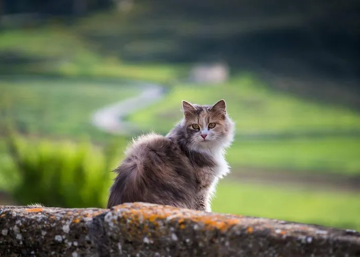 ベッド・アンド・ブレックファスト Helimos With Segesta Temple View Near Castellammare Del Golfo 3*